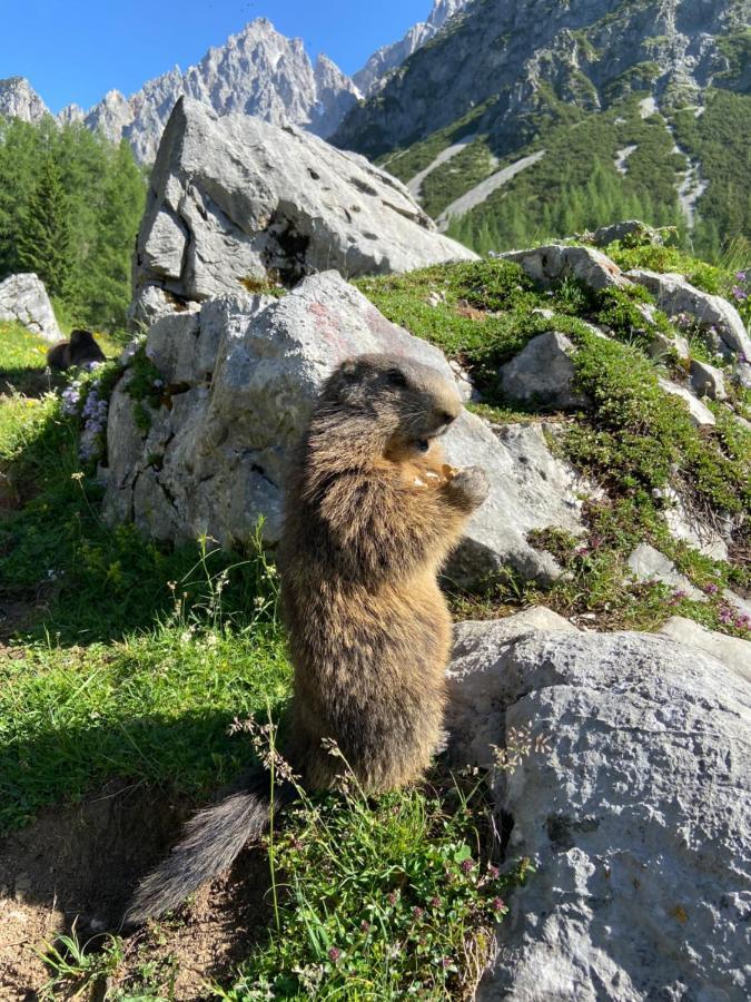 Haus Sonnleitner Lejlighed Ramsau am Dachstein Eksteriør billede